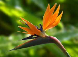 alda_merini_sterlizia