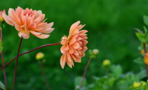 alda_merini_vola_da_me