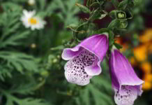 arthur_rimbaud_digitalis_purpureai