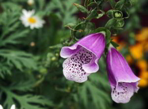 arthur_rimbaud_digitalis_purpureai