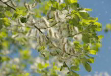 Aspen fiore di Bach con azione armonizzante