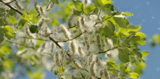 Aspen fiore di Bach con azione armonizzante