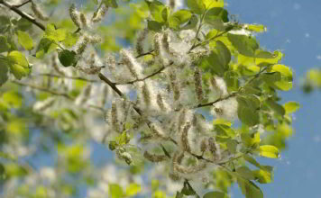 Aspen fiore di Bach con azione armonizzante