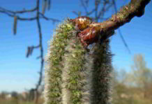 Aspen il fiore della sensibilità cosciente