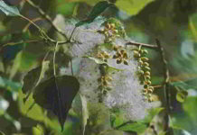 Aspen il fiore di Bach degli attacchi di panico