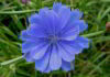 Il fiore di Bach Chicory