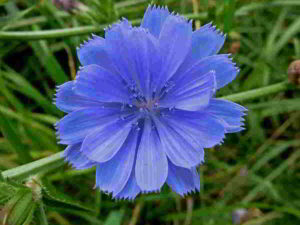 Il fiore di Bach Chicory