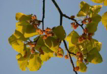 Beech, psicodinamica e fiori di Bach