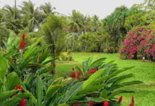 Botanica fiori per le piante