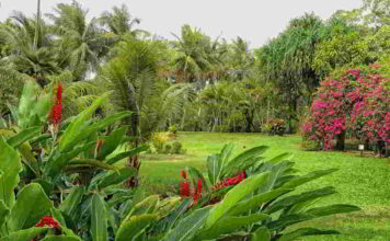 Botanica fiori per le piante