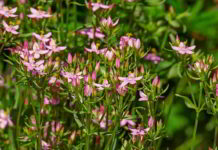 Il fiore di Bach Centaury