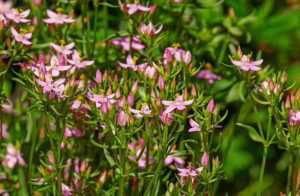 Il fiore di Bach Centaury