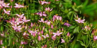 Il fiore di Bach Centaury