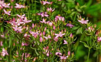 Il fiore di Bach Centaury