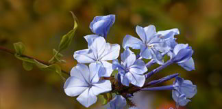 Cerato lessico dei fiori di Bach