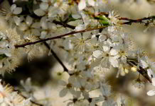Gastrite e Fiori di Bach