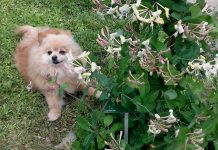 Fiori di Bach per gli animali: Pet Therapy