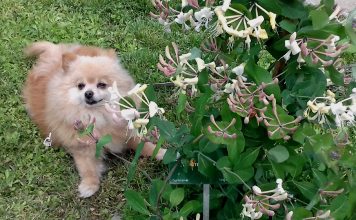 Fiori di Bach per gli animali: Pet Therapy