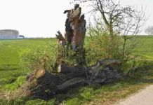 Conferenza ansia e fiori di Bach