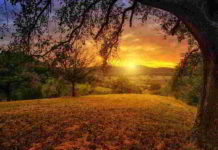 I fiori di Bach nel lutto