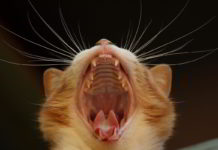 Congresso odontoiatria e fiori di Bach