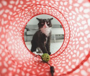 Corso Fiori di Bach per gli Animali | Floriterapia Psicodinamica