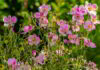 cosmos_fiori_califoniani