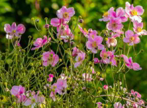 cosmos_fiori_califoniani