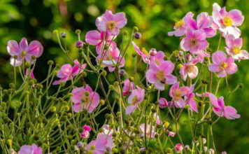 cosmos_fiori_califoniani