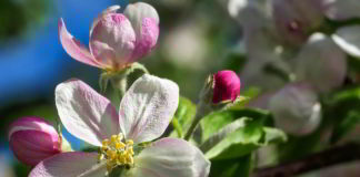 Posologia e Somministrazione