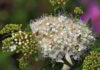 deerbrush_fiori_californiani