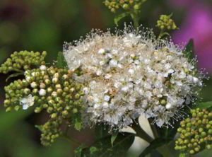 deerbrush_fiori_californiani