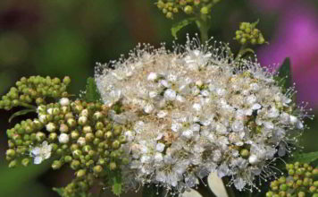 deerbrush_fiori_californiani