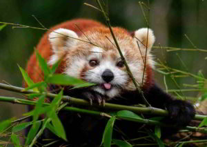 Disturbo borderline di personalità