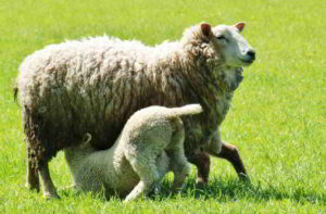 Disturbo dipendente di personalità