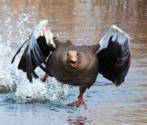 Fiori di Bach nel Disturbo istrionico di personalità