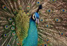 Fiori di Bach nel Disturbo narcisistico di personalità