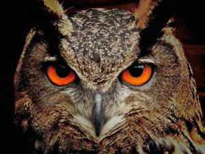 Disturbo ossessivo compulsivo