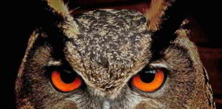 Fiori di Bach nel Disturbo ossessivo compulsivo