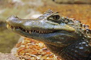 Disturbo paranoide di personalità