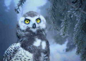 Fiori nel Disturbo schizoide di personalità