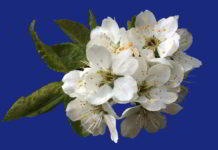Edward Bach Cherry Plum