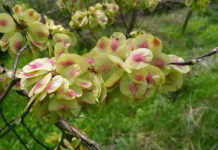 Il fiore di Bach Elm
