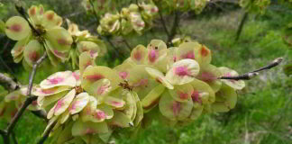 Il fiore di Bach Elm
