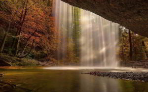 La guarigione per Edward Bach