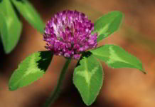 emily_dickinson_l'estate_è_finita