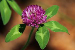 emily_dickinson_l'estate_è_finita