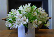 Erboristeria del fiore di Bach Clematis