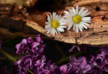 Erboristeria del fiore di Bach Mustard