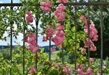 erboristeria piante non usate